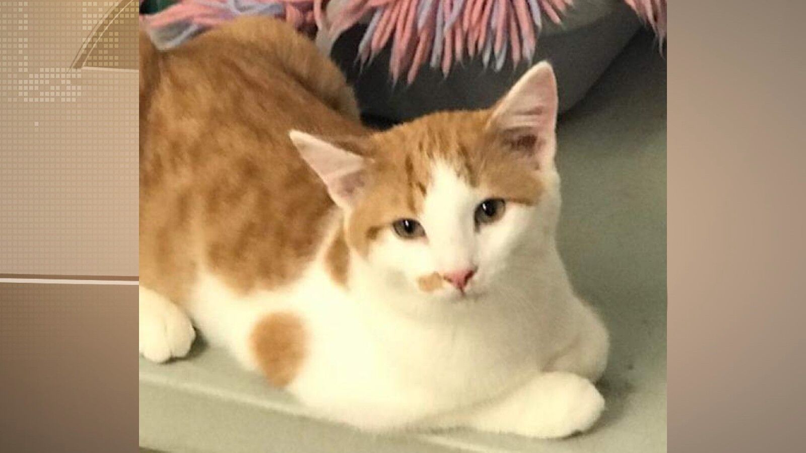 Pets of the Week: December 9, 2021